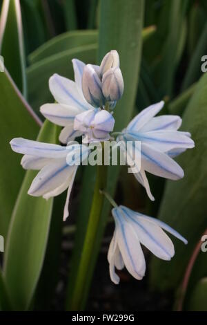 The flowers of a striped squill plant starting to bloom in Spring. This type is known as Puschkinia scilloides. Stock Photo