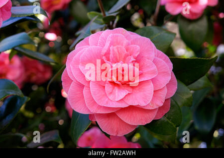 Closeup of a pink Camellia Japonica or Japanese Camellia flower in spring Stock Photo
