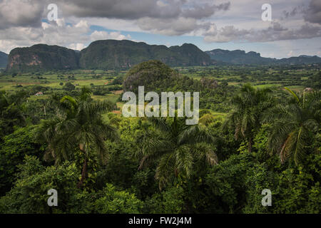 Panoramic view over landscape with mogotes in  Vinales Valley ,Cuba Stock Photo