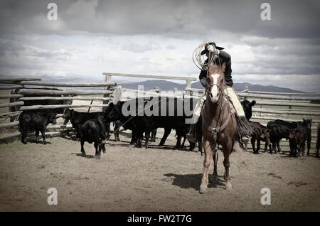 American Cowboy on horse dragging calf to branding fire.  Black cattle behind him and his sorrel horse Stock Photo