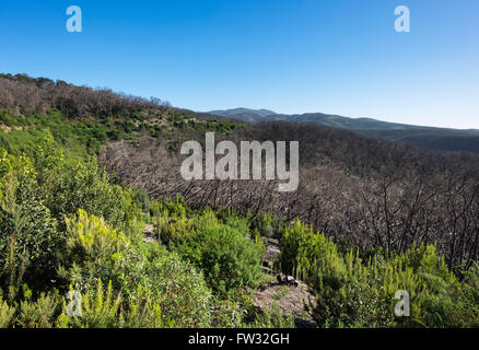 Burnt laurel forest, three years after a forest fire, Garajonay National Park, La Gomera, Canary Islands, Spain Stock Photo