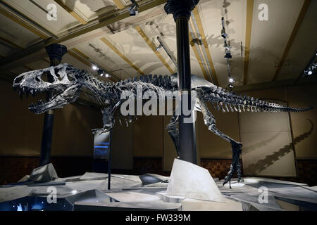 The far best preserved skeleton of Tyrannosaurus rex or T. rex, Tristan Otto, Naturkundemuseum, Natural history museum, Berlin Stock Photo