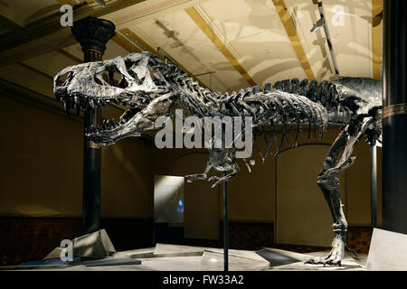 The far best preserved skeleton of Tyrannosaurus rex or T. rex, Tristan Otto, Naturkundemuseum, Natural history museum, Berlin Stock Photo