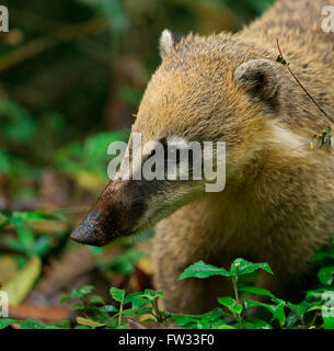 South American Coati (Nasua nasua), Iguazú National Park, Brazil Stock Photo