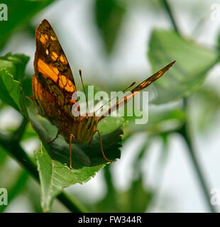 Nymphalidae (Nymphidae) Tropical Butterfly, Orange Admiral (Hypanartia lethe), Iguazú National Park, Paraná, Brazil Stock Photo