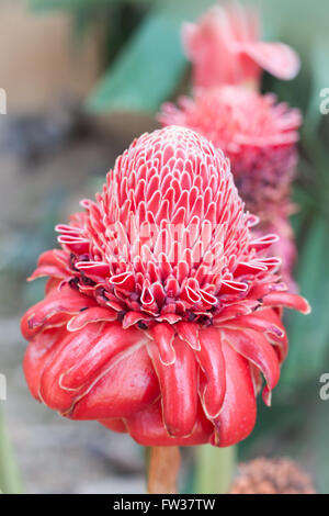 Closeup red torch ginger flower, stock photo Stock Photo