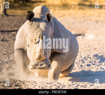 White Rhino or Rhinoceros looking angry while on safari in Botswana, Africa Stock Photo