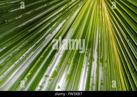 Raindrops on the leaf of a palm tree Stock Photo