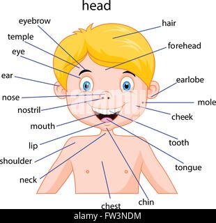 Body parts with vocabulary illustration Stock Vector Image & Art - Alamy