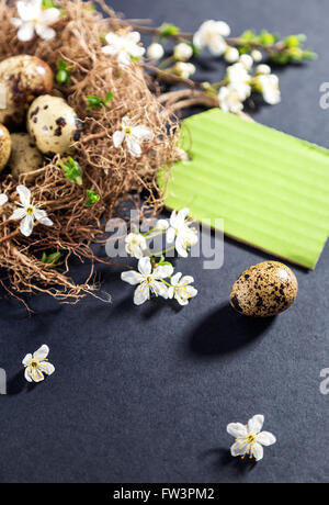 Quail eggs in nest with white flowers on textured black background Stock Photo