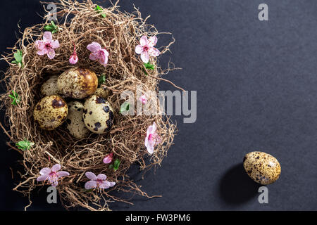 Quail eggs in nest with white spring flowers and buds Stock Photo