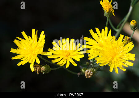 Leafy Hawkweed (Hieracium umbellatum) flower Stock Photo