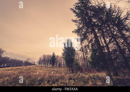 Prairie with tall pine trees in the fall Stock Photo
