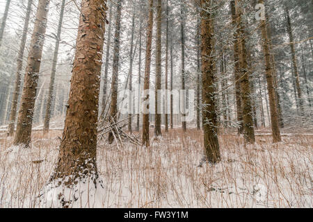 Tall pine trees in a forest at wintertime Stock Photo