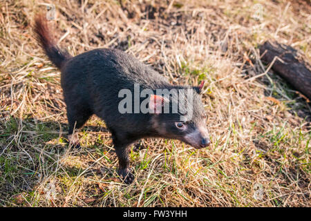 Tasmanian devil looking for food in the green grass Stock Photo