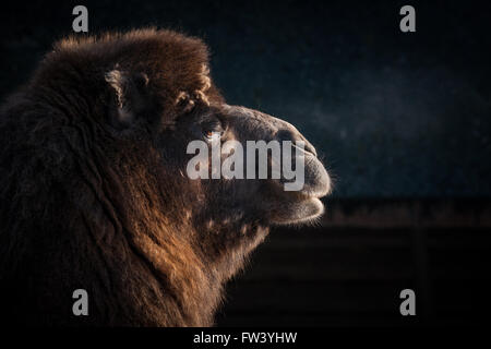 Close-up of a camels head on a dark background Stock Photo