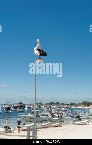 Pelican sitting on a pole at The Settlement, Thomson Bay, Rottnest Island, Western Australia, Australia Stock Photo