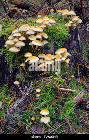 Rauchblaettriger Schwefelkopf (Hypholoma capnoides), Brandenburg, Deutschland, Europa Stock Photo