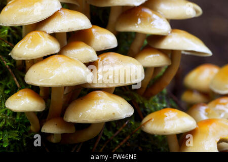 Rauchblaettriger Schwefelkopf (Hypholoma capnoides), Brandenburg, Deutschland, Europa Stock Photo