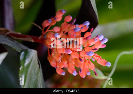 Bluete von Aechmea miniata, verschiedenfarbige Lanzenrosette,  Bromelie, Vorkommen Suedamerika Stock Photo