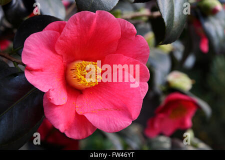 Kamelie (Camellia japonica), Vorkommen Asien