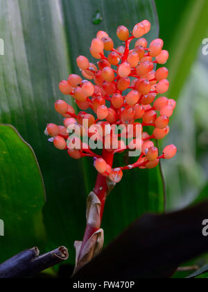 verschiedenfarbige Lanzenrosette, Aechmea miniata, Suedamerika Stock Photo