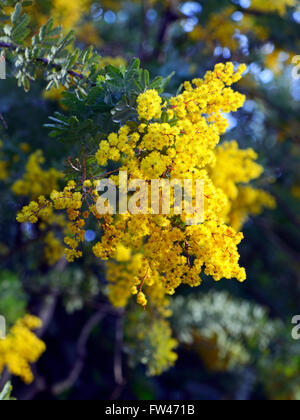 Cootamundra Wattle (Acacia baileyana) in bud. Australian native tree ...