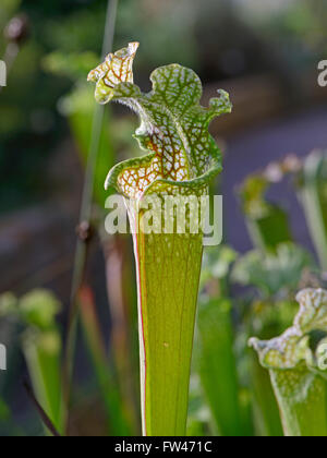 Weisse Schlauchpflanze (Sarracenia leucophylla), Nordamerika Stock Photo