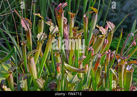 Braunrote Schlauchpflanze (Sarracenia rubra), Nordamerika Stock Photo