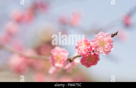 Kitano Tenmangu Shrine, Kyoto - well known for its plum blossoms in early March. Stock Photo