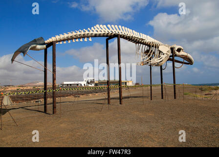 Whale skeleton display at Las Salinas del Carmen, Fuerteventura, Canary Islands, Spain Stock Photo