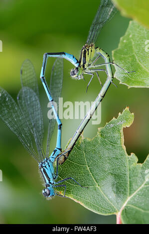 Damselflies in Heart Shape mating against green background insect love Stock Photo