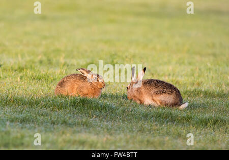 Pair of  Brown Hares Lepus europaeus enjoying warmth of early morning sunshine, Warwickshire Stock Photo