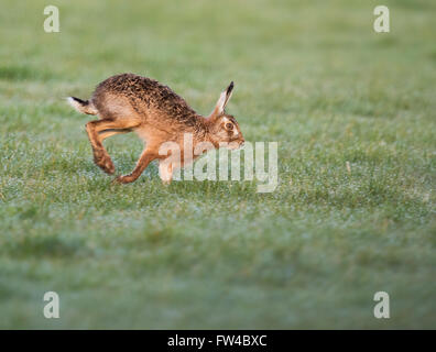 Brown Hare Lepus europaeus running, Warwickshire Stock Photo
