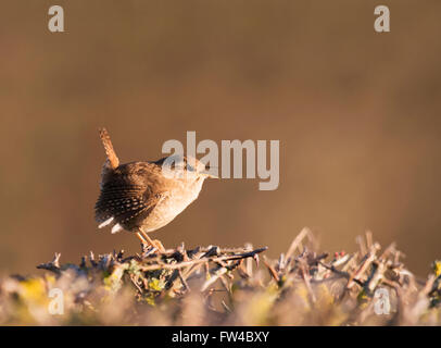 Wren (Troglodytes troglodytes) singing and displaying in early morning spring sunshine