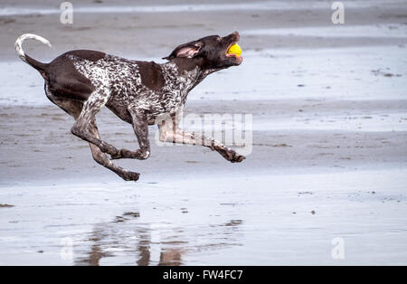 A dog running playing catch on a beach at Westward Ho in Devon, UK Stock Photo