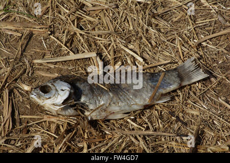 A picture of a dead fish lying on the side of a path next to a lake in a public park. The fish has been there for a while. Stock Photo