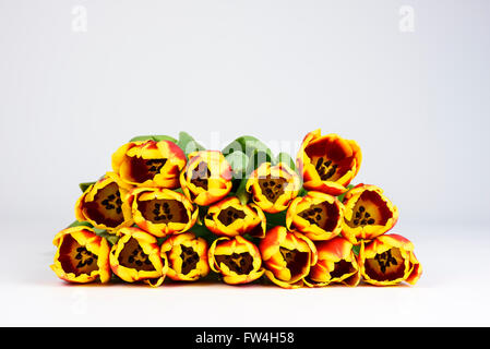 Bunch of red and yellow tulips lying flat against a white background Stock Photo