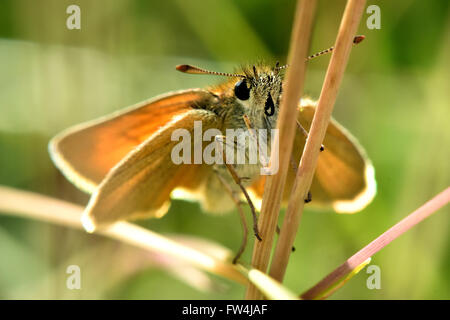 Small skipper (Thymelicus sylvestris) butterfly on grass. Small grassland butterfly in the family Hesperiidae, at rest Stock Photo