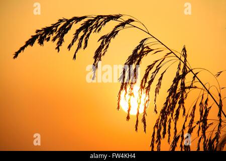 Silhouette of Reed against beautiful golden sunrise Stock Photo