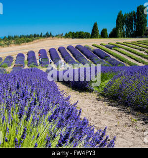 Lavender fields under blue skies with gentle rolling hills. Stock Photo