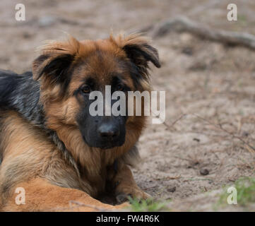 Headshot German shepherd dog Stock Photo