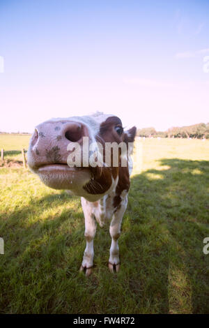closeup nose cow Stock Photo