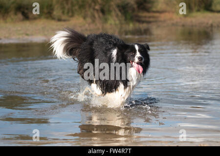 Border collie running in water Stock Photo