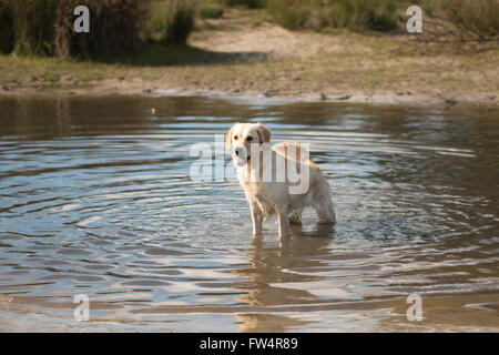 Dog, Golden Retriever, standing in water Stock Photo
