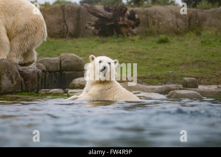 Polar bear in water Stock Photo
