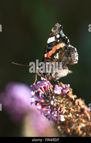 closeup of peacock butterfly eating Stock Photo