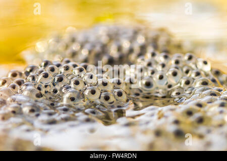 Freshly laid Common Frog (Rana temporaria) frogspawn Stock Photo