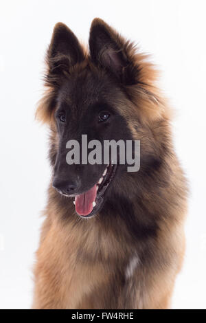 Belgian Shepherd Tervuren Dog Puppy, Six Months Old, Sitting, White ...