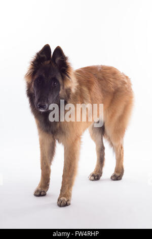 Belgian Shepherd Tervuren dog puppy, six months old, standing, isolated on white studio background Stock Photo